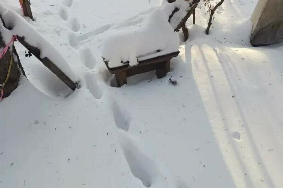 ������ �������������, ��������� �������� ��������� ���������, ��������� �������� Amur.life � ������� � ����� ������, ������� �� �� ������ ������� ������ ����� ����������