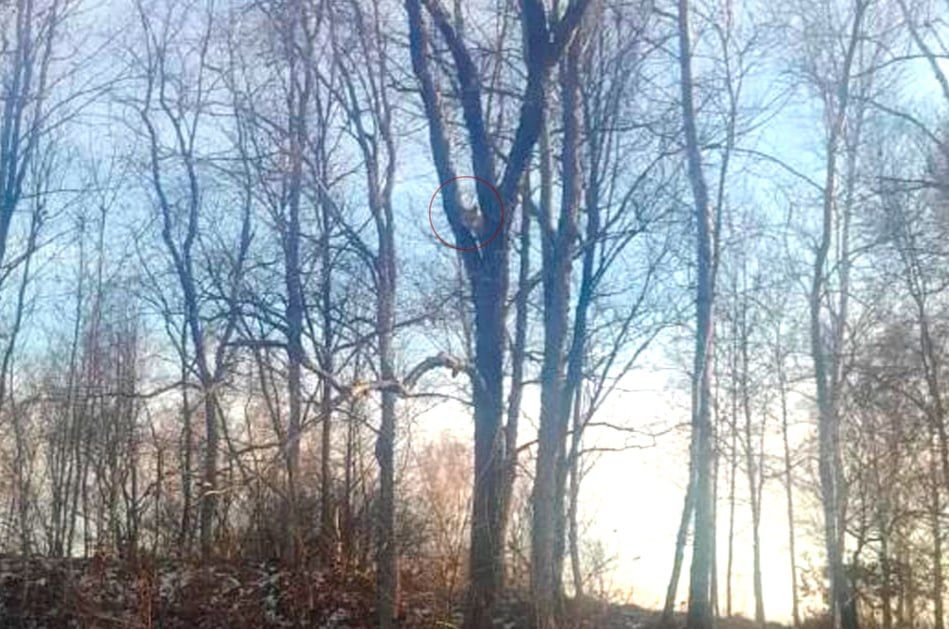 ���������� ���� ��������� �� ������������ ������: ����� ������� ���������������� ������ �� ������