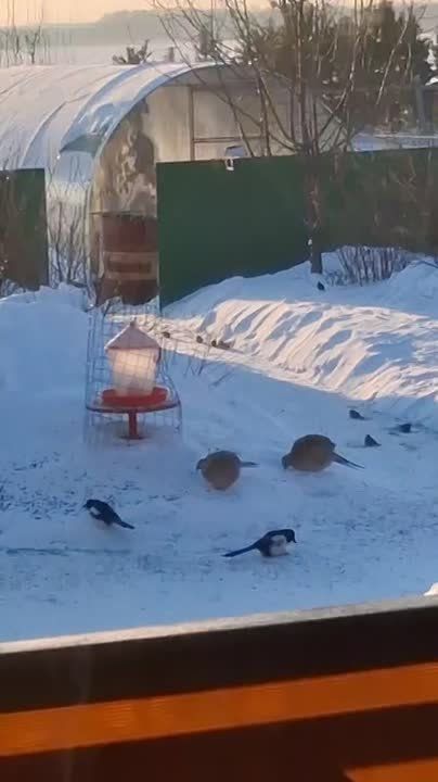 �� ����� ��������� ���������� �������, ������������ ��������, ������� �������-������