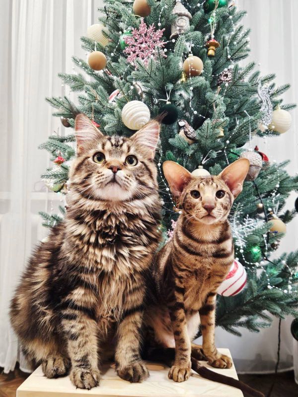 ��� ��� ��� ���� ��� ����� ���?�