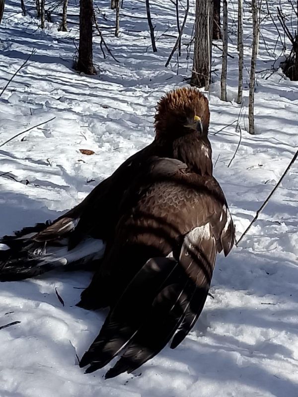 ���������� �������� ������ ������������� �������� �������� � ������ ������� �������� �������, ������� ���� ������������ �� ����� � ��������� ������ � ����� �� �������