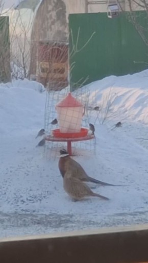 ����� �����, �� �� �����: �� ����� ��������� ���������� ������ ���������� ����� ���� � ��������� � ��������