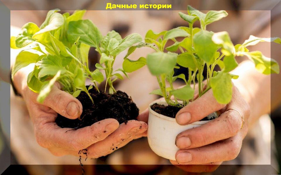 ��� ��������� ����: �������� ������ ��� ��������� � �����������