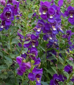 �������� ���������: ��� �������� ����� ������� � ��� ���