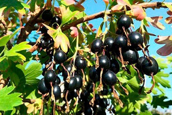 ��������� ������: ������� ����� � ��������������� ���� ��� ��������� ��������