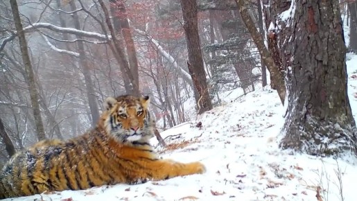 ������� ��������� ��� ���� ����