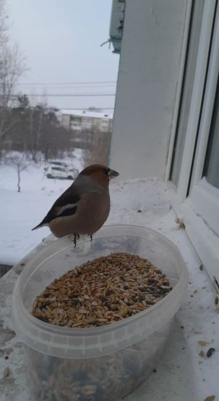 ������� ������: ���� ��������� ��������, � �������� ������������ ����������, �������� ����� � ��������� ����