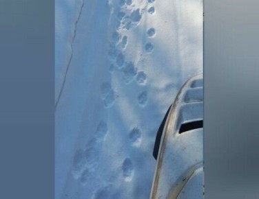 В Магдагачинском заказнике Амурской области заметили следы стаи волков