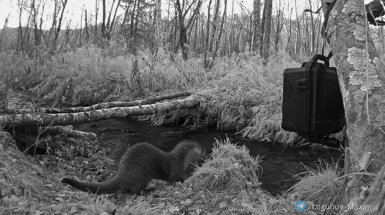 Речная выдра интересуется фотоловушкой в тайге!