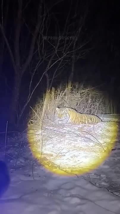 ������������ ��������� ����� �������� � �������� � ���� ������� �������, �������� � ������������ �������������