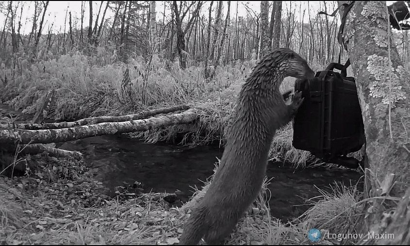 � ��������� ����������� �������� ���������� ������ �����