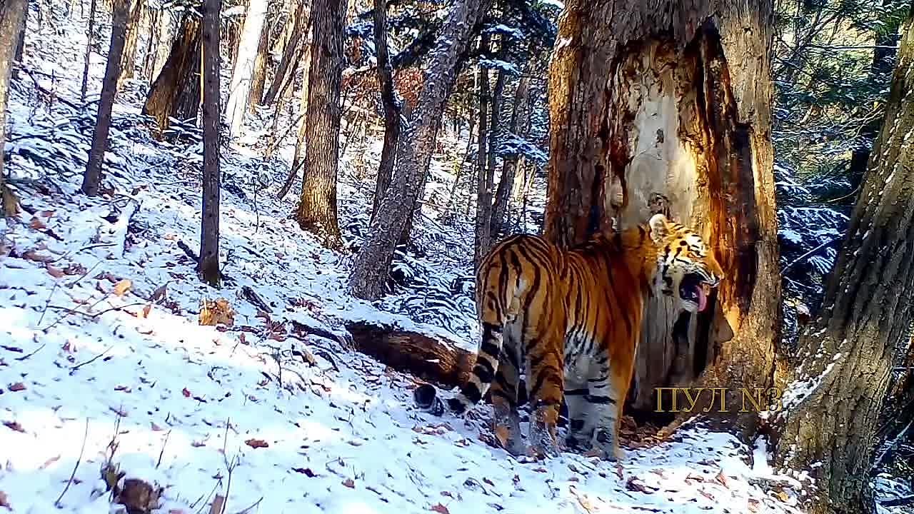 В России нашли самого «любвеобильного» тигра: