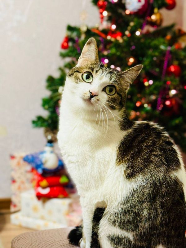 ����������� ˸����. �������� ��� �� ��������� @ampravda