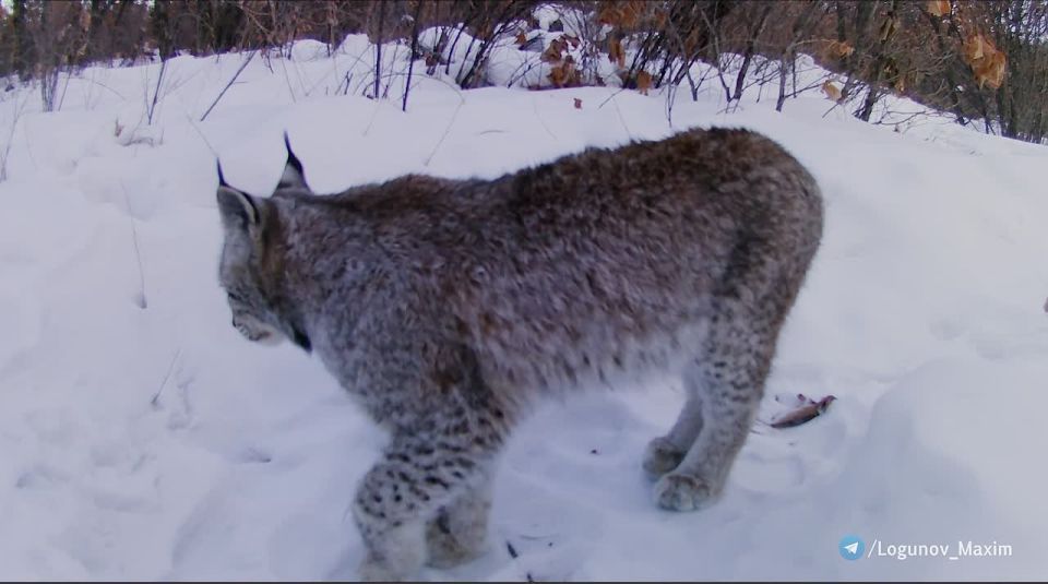 ���� ��� ������ ������� ������, � �������� ���� ���������� ���� ������ ������������� ����� ������������ � ���� ���� - ������ �������, ��������� �� ���� ������� ��������