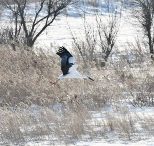 Что-то пошло не так: молодой аист остался зимовать в Приамурье