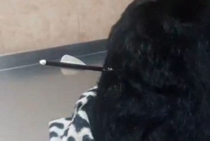 В Благовещенске неизвестный стреляет в собак стрелами