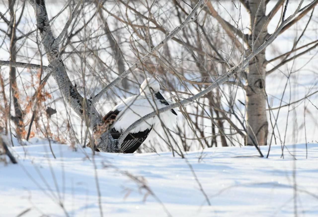 Первый случай в истории наблюдений: аиста на зимовке заметили в Приамурье Первый случай в истории наблюдений: аиста на зимовке заметили в Приамурье