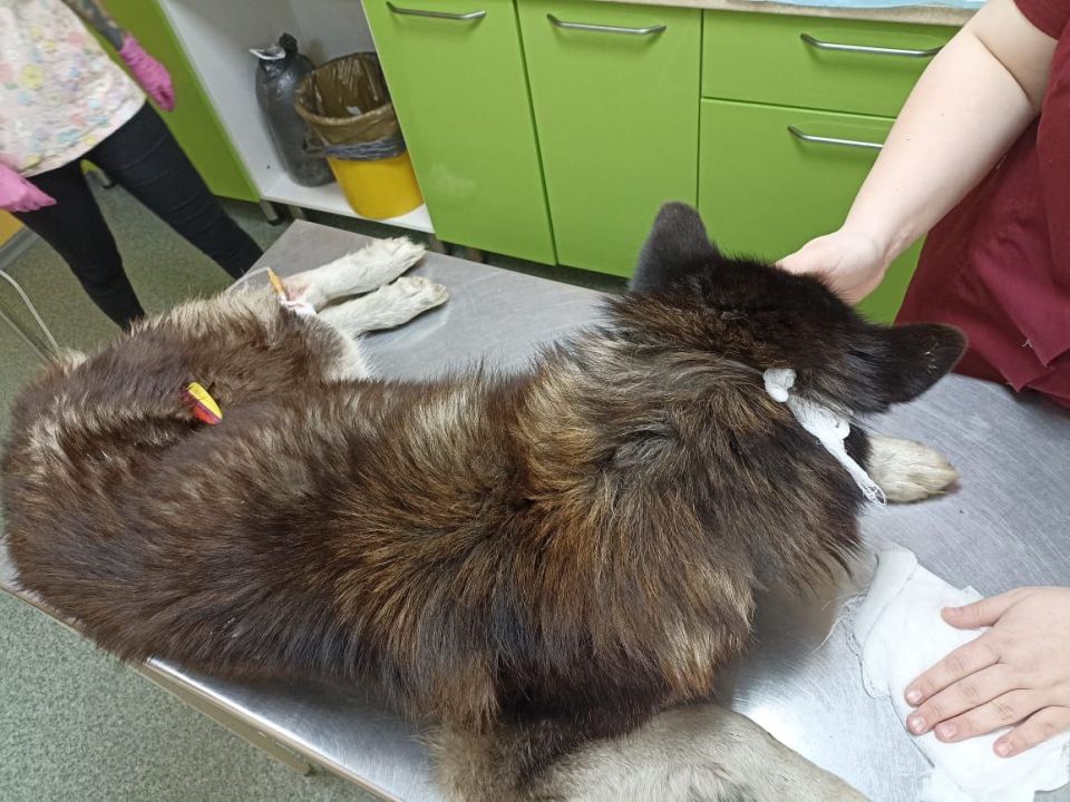 ������������ �� ��� ������ ��������������� ����������� ����������, ���������� � ���� ����������� ���� ��������, � �������� ��������� � ���������