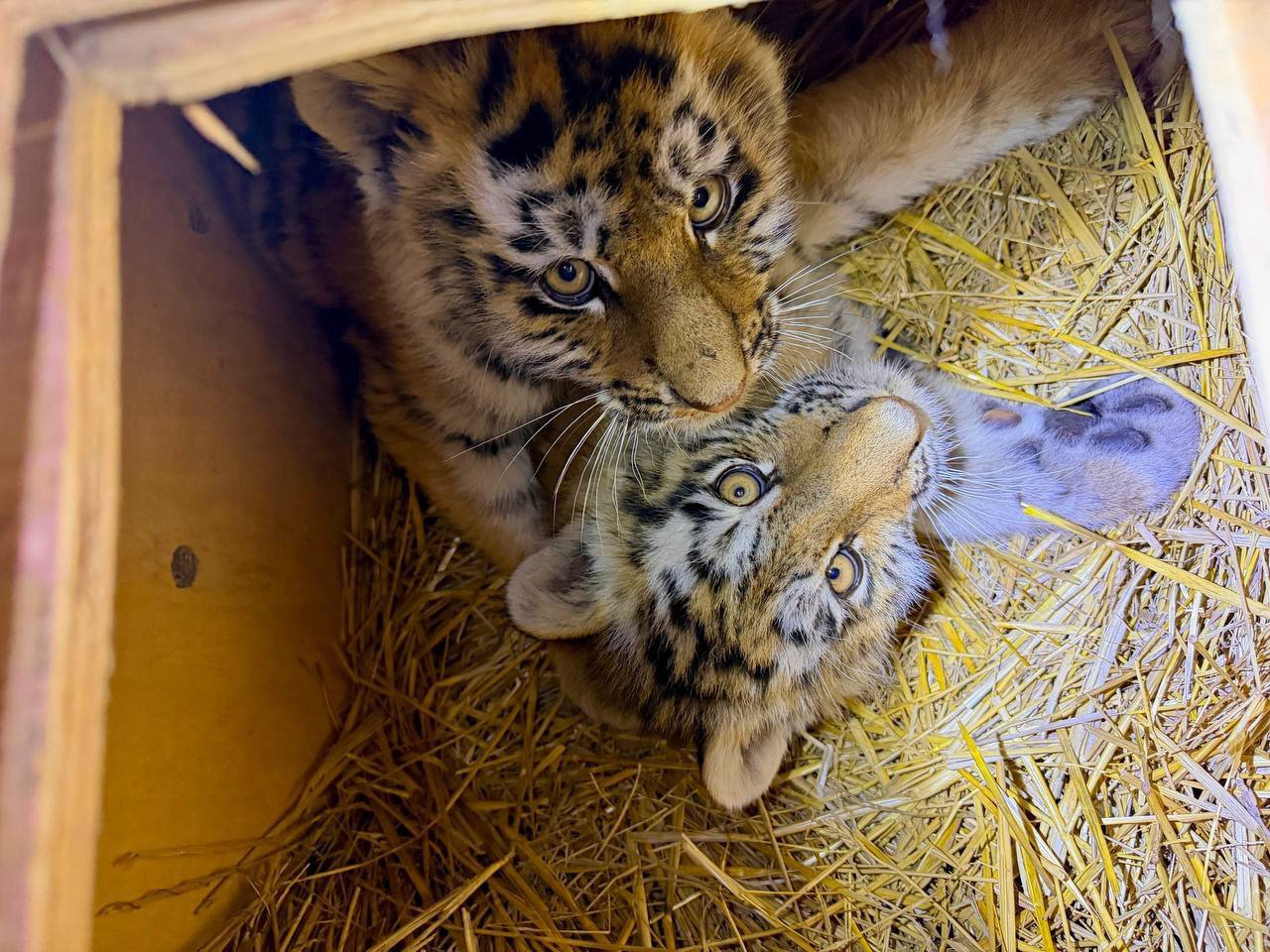 Браконьеры осиротили четырёх амурских тигрят Браконьеры осиротили четырёх амурских тигрят