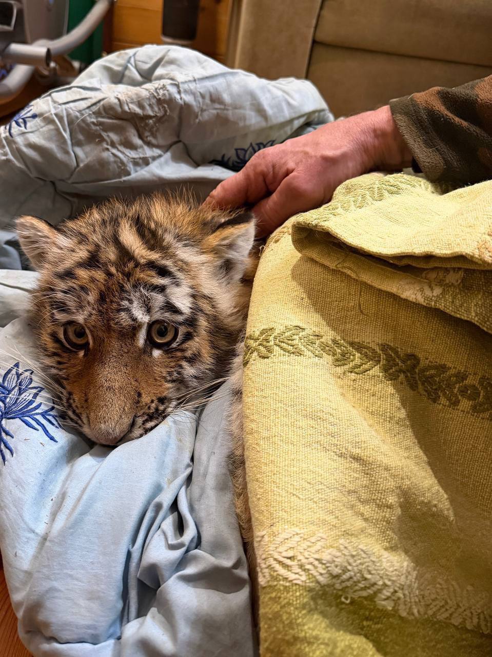 Браконьеры осиротили четырёх амурских тигрят Браконьеры осиротили четырёх амурских тигрят