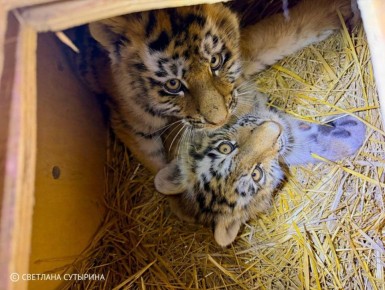 1 В Приморье спасли двух амурских тигрят, оставшихся без матери