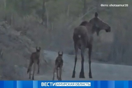 В Зее откроют необычную выставку — на экспозиции под названием «Невидимый наблюдатель» будут представлены снимки диких животных, сделанные с помощью фотоловушек