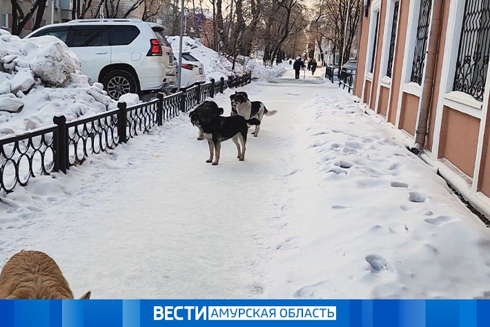 В Благовещенске проводится проверка по факту жестокого обращения с животными
