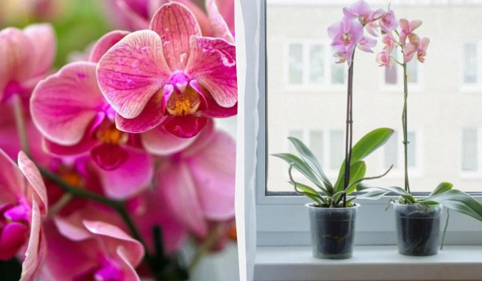 �������� ��� ��� �������: ������ �������� �� �������� ��������