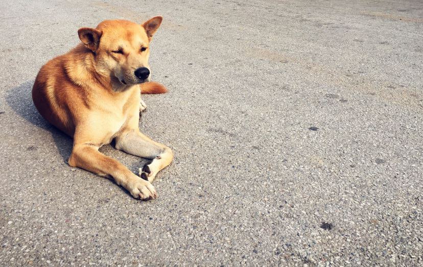 «Стреляли из арбалета»: в Благовещенске полиция проверяет информацию о жестоком обращении с животными