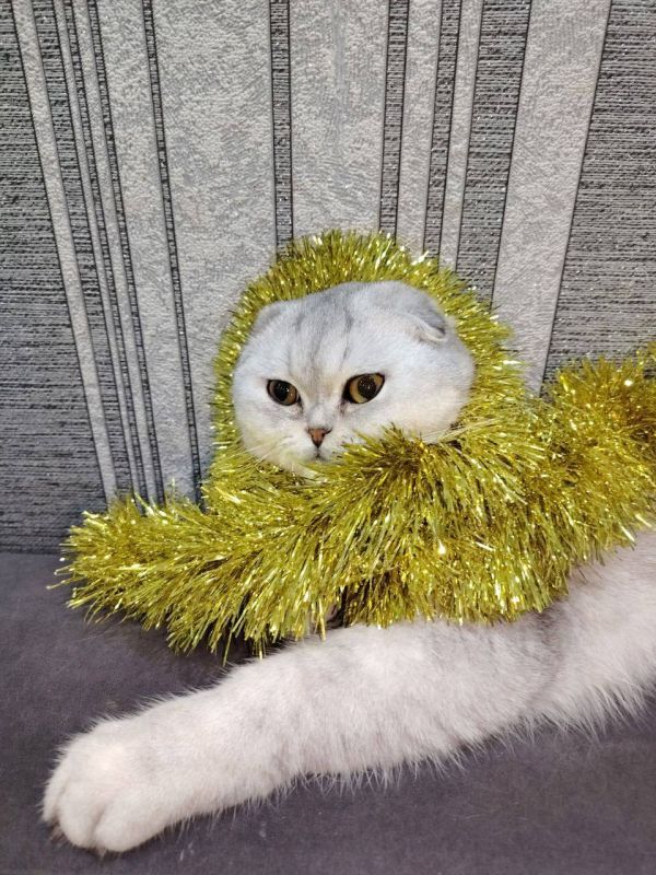 ����� �� ������� ��������� ��������