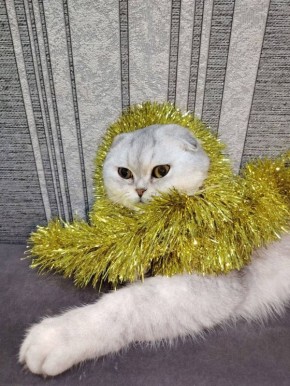 ����� �� ������� ��������� ��������