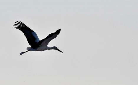 ������ ���� ������� ���� �������� � �������� �������