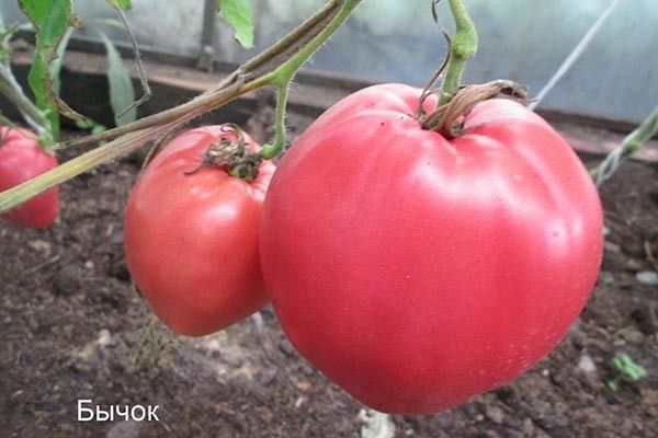 ����� �����: ������� ����� � ������������ ����� ����������� �����