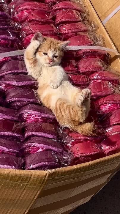 � ����� ���� ���� �� ������, �?