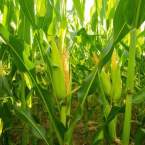 ��� �� ���� �������� ��������� ��� ������: ������� ��������� �����������