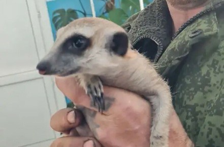 На днях на ветстанцию Тамбовки принесли необычных и очень милых пациентов