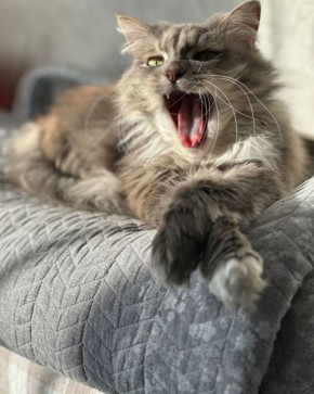 �������� ����. ���� �� ��������� @ampravda