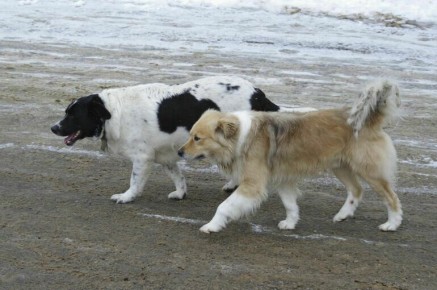 ������ � ��������: ����� ���������� � ����������������