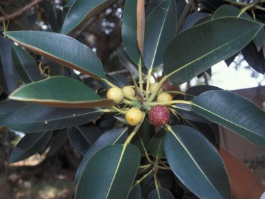 ������� ������� ��������������� ��������� ��������