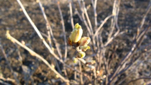 ������ �������� ���� ���������: �������� �������� ���������