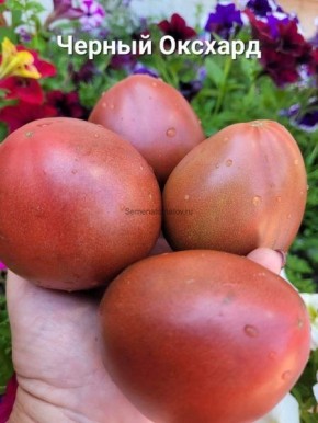 ����� ������ ������ �������: ��������� ������ �������