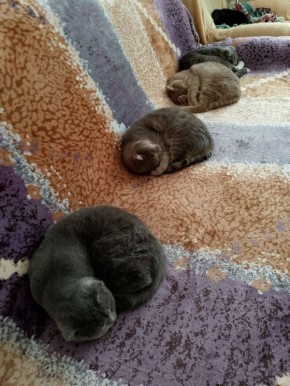 Утренние булочки коты от читателей @ampravda