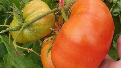 11 сортов томатов, которые обязательно нужно посадить в 2026 году