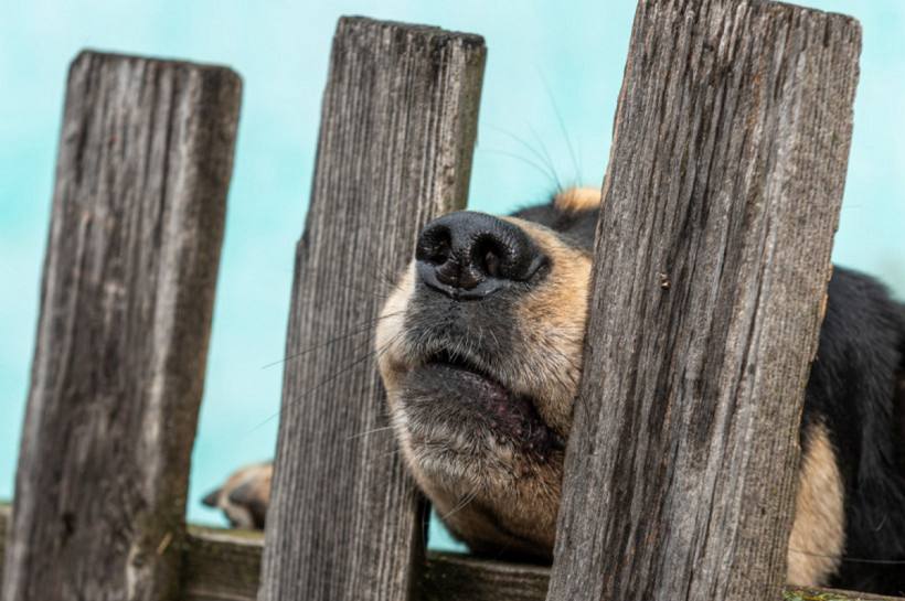 Наказание для владельцев агрессивных собак планируют ужесточить