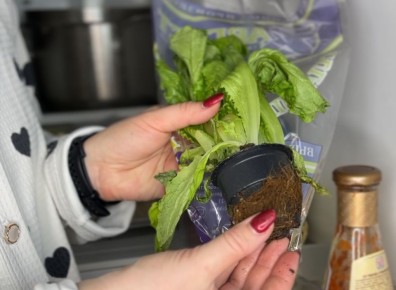 Как сохранить горшочки из-под зелени и сэкономить на еде