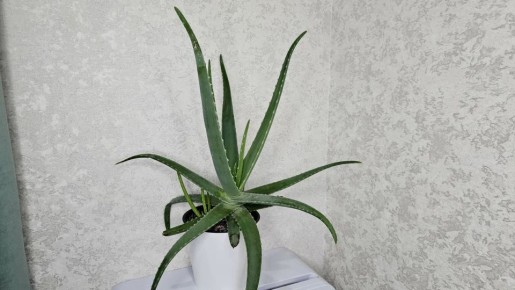 Традиционные комнатные растения, которые исчезли из наших домов и чем их заменили