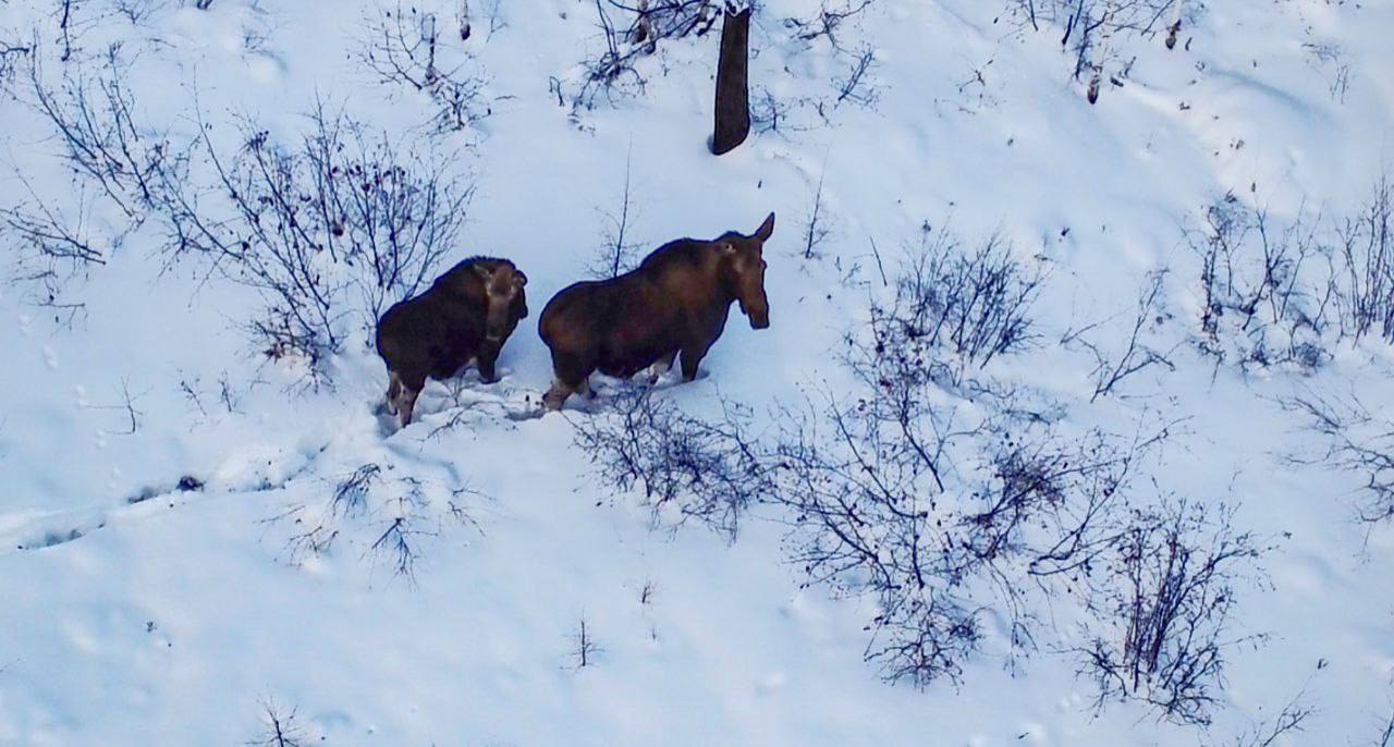 Жители Тындинского округа встретили лосей
