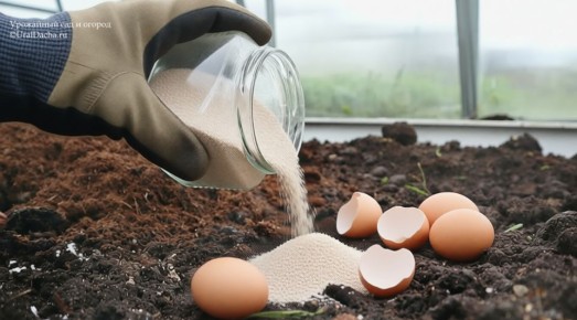 ������ �������� � �������: �������� ������ ��� ������ ����