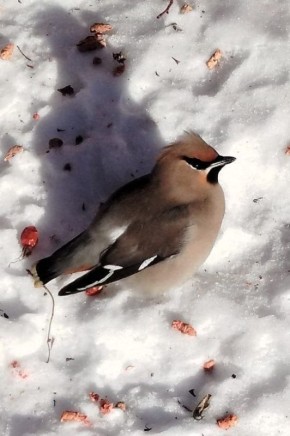 �������� ����� ������� ������ � ������� �� ������ ������� ������� ������� ��������� ��������, ��� ��� �� �����