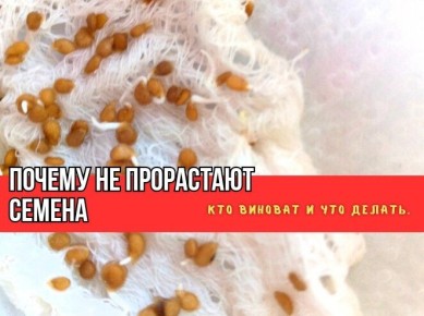 ������ ��� ����������� �����, ������� ������ �������� �������